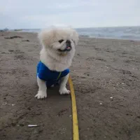 سگ خارجی فوری پکینیزاصل امپریال|سگ|هشتگرد, شهرک راه آهن|دیوار