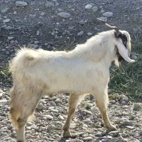 فروش فوری گوسفندزیرقیمت بازاربرای داشت وگوشت عالی