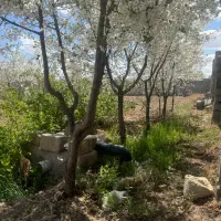 فروش باغ