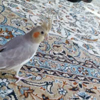 عروس هلندی گم شده