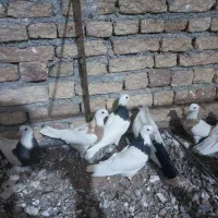 کبوتر طوقی|پرنده|کبودرآهنگ, |دیوار