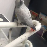 فر وش کاسکو