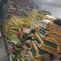 چالکود زمستانه