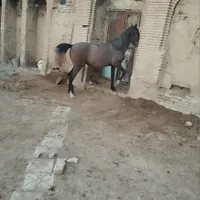 اسب مادیان شش دانگ|اسب و تجهیزات اسب‌سواری|اراک, |دیوار