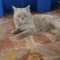 واگذاری گربه پرشین بریتیش میکس رها شده