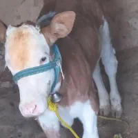 گاو شیرده همراه با گوساله