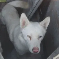 هاسکی 13ماهه واکسن خورده تمیر