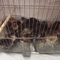 جوجه و مروغ خروس