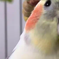 عروس هلندی،گمشده|پرنده|زنجان, |دیوار