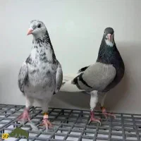 کفتر گمشده