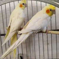 عروس هلندی معاوضه