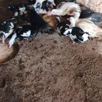 اردک روسی تعداد 12 قطعه