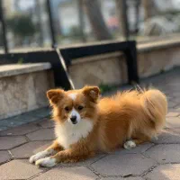 سگ پامریان آپارتمان|سگ|لاهیجان, انقلاب|دیوار