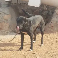 ماده سرابی ۱۲ ماه|سگ|باسمنج, |دیوار