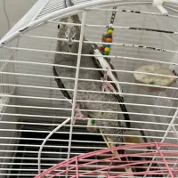 عروس هلندی|پرنده|تهران, سعیدآباد|دیوار