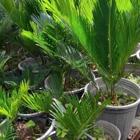 درخت کاری باغبانی گل گیاه تهران تخصص در گیاهان