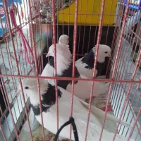 ۵ عدد کفتر طوقی سیاه|پرنده|مشهد, عامل|دیوار