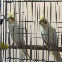 طوطی هلندی رنگ لیمویی|پرنده|اهواز, زیتون کارمندی|دیوار