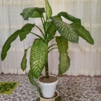 گل دفین با رشت عالی برای سالن بانک ها عالی