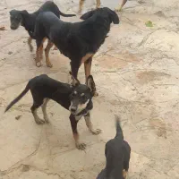 سگ دوبرمن پوست چرمی وارداتی|سگ|مشهد, رده|دیوار