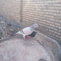 کفتر شامی ماده