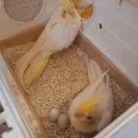 جفت عروس هلندی فول مولد