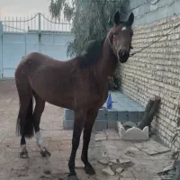 مادیون حدود چهار سال قیمت پانصد میلیون تومان