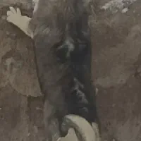 توله 5 ماهه پژدر (ماده)