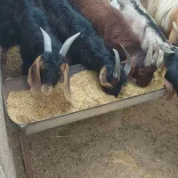 فروش کهره - پروار شده