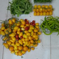 گرجه طلائی تزئینی