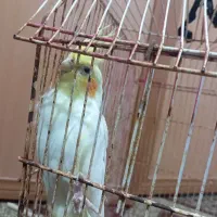عروس هلندی