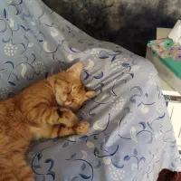 گربه نارنجی خونگی، نر، دو ساله، عقیم نشده