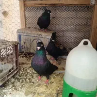 کبوتر صرب|پرنده|سمیرم, |دیوار