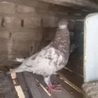 کفتر|پرنده|شهرضا, |دیوار