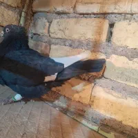 کبوتر رنگی|پرنده|لنجان, |دیوار