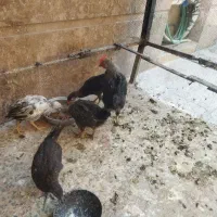 فروش جوجه محلی|حیوانات مزرعه|شیراز, گویم|دیوار
