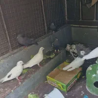 کقتر