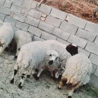 چاق پرواری سرحدی