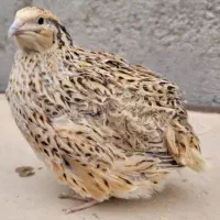 جوجه بلدرچین