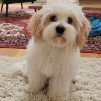 سگ خانگی عروسکی نژاد اصیل آموزش دیده|سگ|قم, امامزاده ابراهیم|دیوار