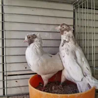 نروماده ماهرو|پرنده|اصفهان, صائب|دیوار