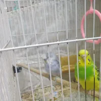 عروس هلندی ومرغ عشق با دوعدد قفس