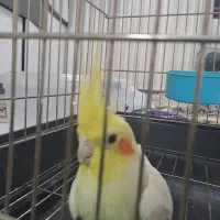 عروس هلندی نر اماده|پرنده|تهران, مشیریه|دیوار