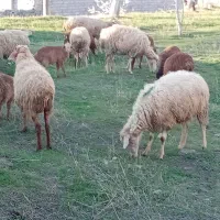 تعداد۱۱عددگوسفندبا۱۳عددبرههمگی جوان