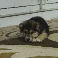 توله ژرمن سه ماهه