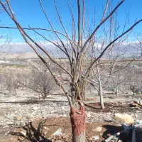 پیوند درختان گردو
