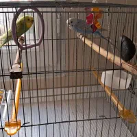 یک جفت مرغ عشق اسپانگل خوشگل وشیطون|پرنده|تهران, المهدی|دیوار