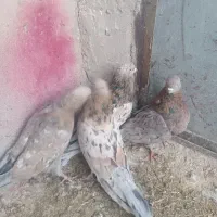 ۴عددسوربازیکن نر|پرنده|بم, |دیوار