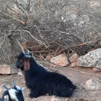 فروش یک راس کهره نر|حیوانات مزرعه|دوگنبدان, |دیوار