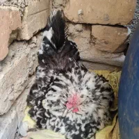 مرغ کرچ (کپ) گلین